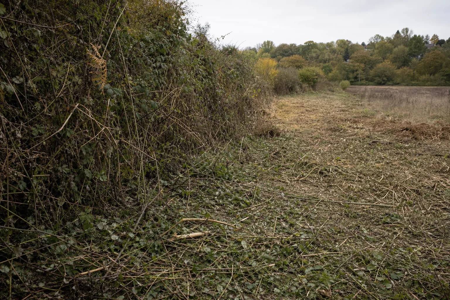 Dense scrub and brambles being cut back to reclaim overgrown ground